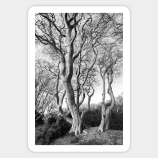 Tynningham Beeches Sticker